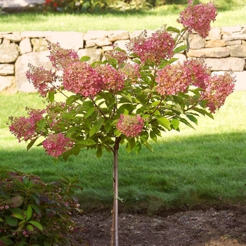 Hydrangea paniculata 'Phantom' 