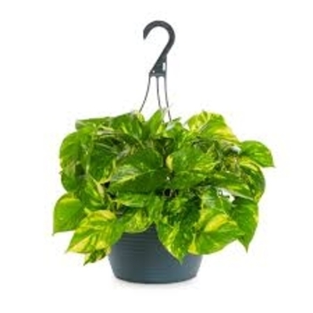 Epipremnum aureum