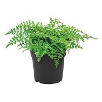 Nephrolepis exaltata