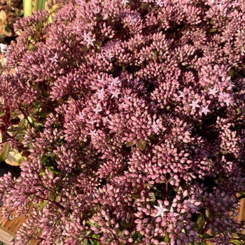 Sedum 'Jade Tuffet' USPP27009P2