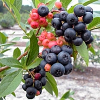 Vaccinium 'Nocturne' 