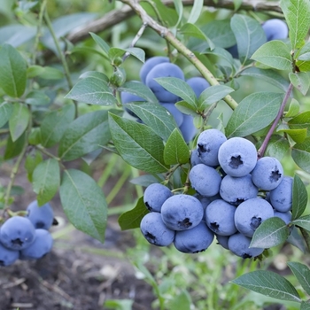 Vaccinium corymbosum 'Sweetheart' 
