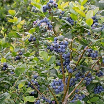 Vaccinium corymbosum 'Patriot' 