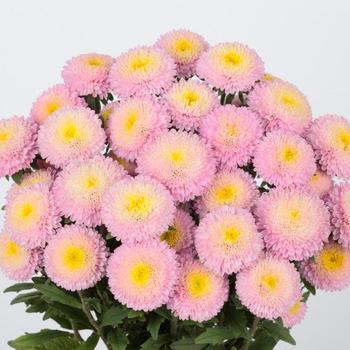 Callistephus chinensis 'Bonita Shell Pink'