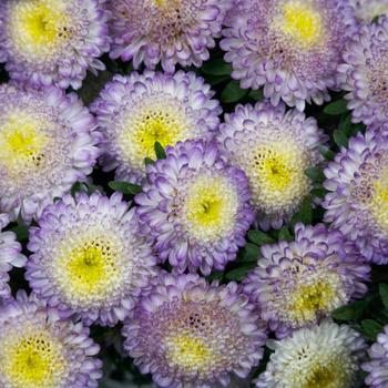 Callistephus chinensis 'Bonita Top Blue'