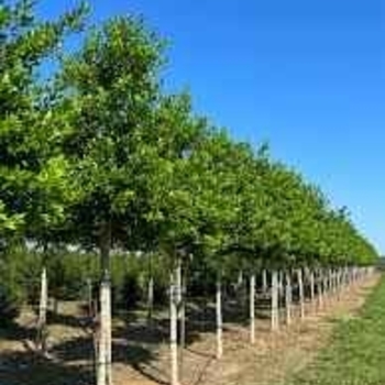 Ilex x attenuata