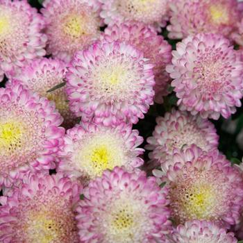 Callistephus chinensis 'Bonita Top Rose'