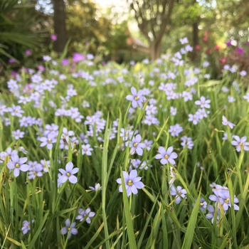 Sisyrinchium angustifolium 'Blue Note' 
