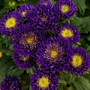 Callistephus chinensis 'Matsumoto Blue' 