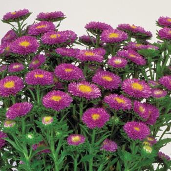 Callistephus chinensis 'Matsumoto Light Blue' 