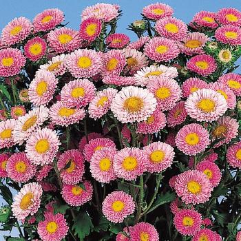 Callistephus chinensis 'Matsumoto Pink' 