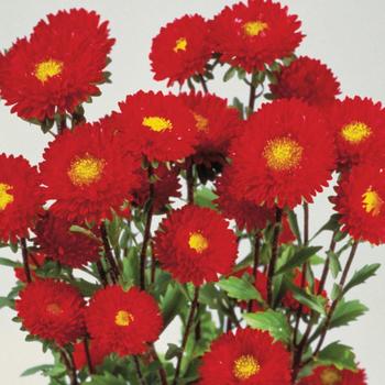 Callistephus chinensis 'Matsumoto Red' 