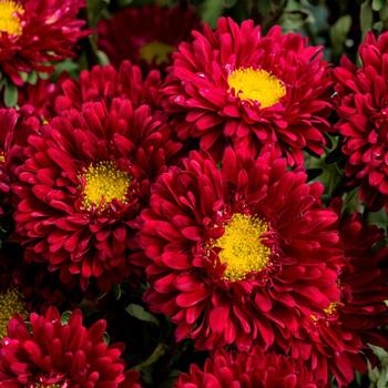 Callistephus chinensis 'Matsumoto Scarlet' 
