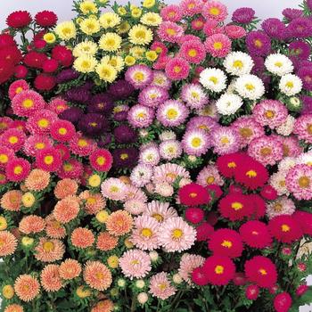 Callistephus chinensis 'Matsumoto Mix' 