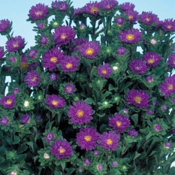 Callistephus chinensis 'Serenade Blue' 