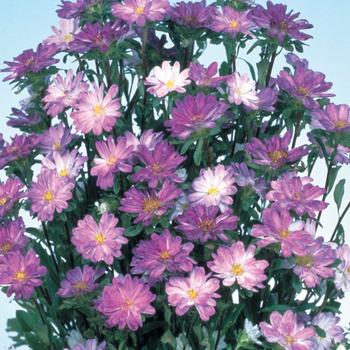 Callistephus chinensis 'Serenade Blue Tipped White' 