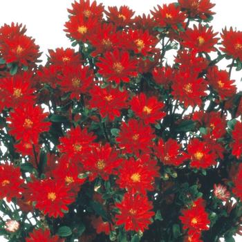 Callistephus chinensis 'Serenade Red' 