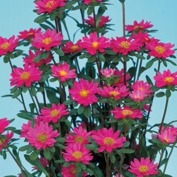 Callistephus chinensis 'Serenade Rose' 