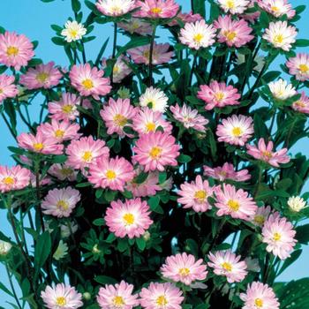 Callistephus chinensis 'Serenade Rose Tipped White' 
