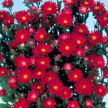 Callistephus chinensis 'Serenade Scarlet' 