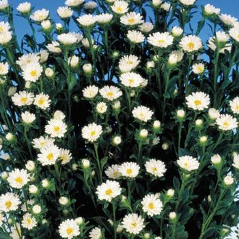 Callistephus chinensis 'Serenade White' 