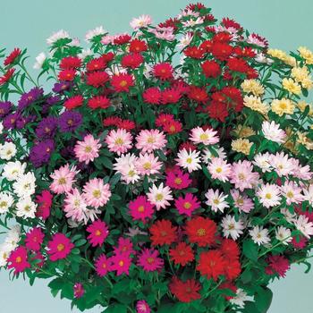 Callistephus chinensis 'Serenade Mix' 