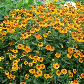 Helenium 'Mardi Gras' 