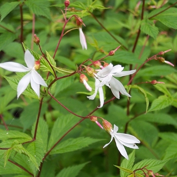 Porteranthus trifoliatus