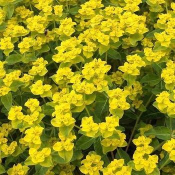Euphorbia lathyris