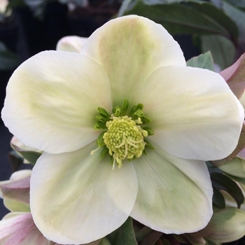 Helleborus 'Champion' PP33629P2