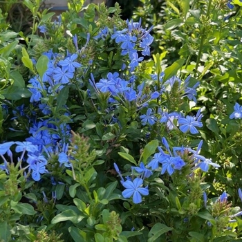 Plumbago auriculata 'Dark Blue' 