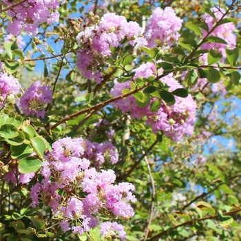 Lagerstroemia indica x fauriei 'Muskogee' 