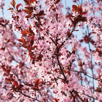 Prunus x blireana