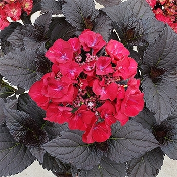 Hydrangea macrophylla 'Black Tie' 