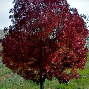 Fraxinus oxycarpa 'Raywood' 