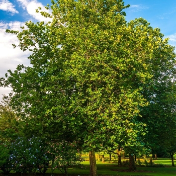 Platanus x acerifolia 'Columbia' 