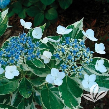 Hydrangea macrophylla 'Mariesii' 