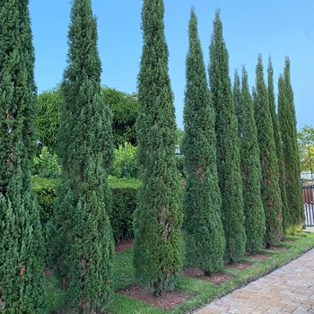Cupressus sempervirens 'Compacta' 