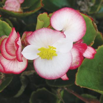 Begonia semperflorens 'Ambassador Bicolor'