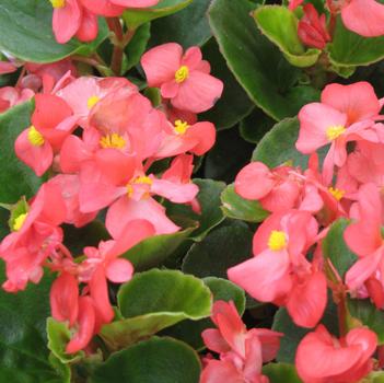 Begonia semperflorens 'Ambassador Coral' 