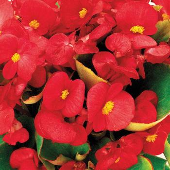 Begonia semperflorens 'Ambassador Scarlet'