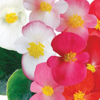 Begonia semperflorens 'Ambassador Mix'