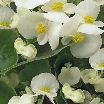 Begonia semperflorens 'Ambassador White'