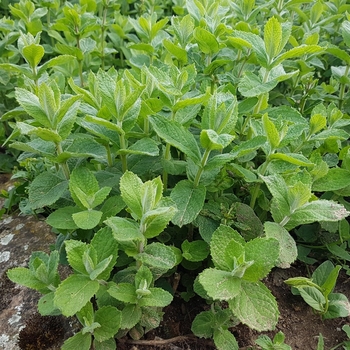 Mentha suaveolens