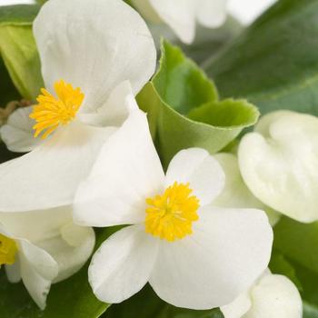 Begonia semperflorens 'Emperor White Improved' 
