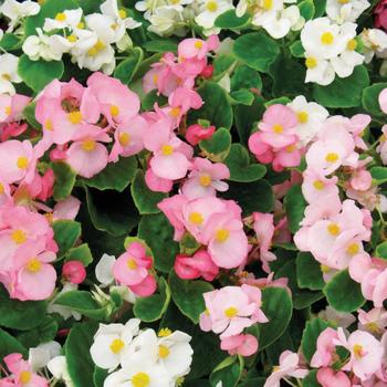 Begonia semperflorens 'Emperor Mix' 