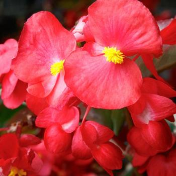 Begonia 'Explorer Red on Green' PP22,031