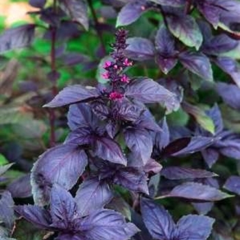 Ocimum basilicum 'Dark Opal' 