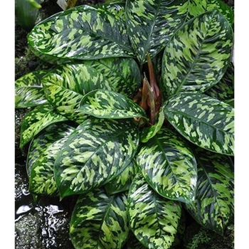 Homalomena wallisii 'Camouflage' 