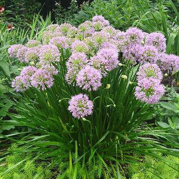 Allium lusitanicum 'Summer Beauty' (299900)